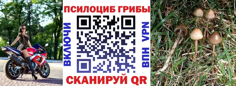 купить закладку  Сокол  Галлюциногенные грибы MAGIC MUSHROOMS 